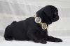 Photo №1. pug - for sale in the city of Kiev | 963$ | Announcement № 10388