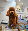 Photo №4. I will sell poodle (toy) in the city of Werbass.  - price - negotiated