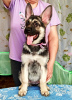 Photo №2 to announcement № 9205 for the sale of east-european shepherd - buy in Russian Federation breeder
