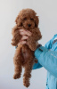 Photo №2 to announcement № 9396 for the sale of poodle (toy) - buy in Russian Federation breeder