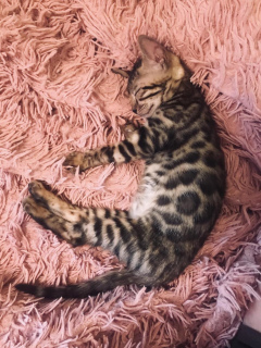 Photo №4. I will sell bengal cat in the city of Москва. breeder - price - 106$
