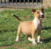 Photo №1. bull terrier - for sale in the city of Belgrade | negotiated | Announcement № 59424