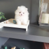 Photo №2 to announcement № 120557 for the sale of pomeranian - buy in Germany private announcement