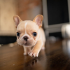 Photo №1. french bulldog - for sale in the city of Paris | negotiated | Announcement № 85541