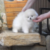 Additional photos: Pomeranian Spitz!