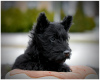 Photo №3. scotch terrier puppy. Belarus