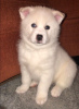 Photo №3. Prachtige Pomsky-puppy's. Netherlands