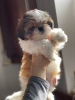 Photo №1. shih tzu - for sale in the city of Kharkov | 715$ | Announcement № 9881