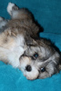 Photo №2 to announcement № 18110 for the sale of havanese dog - buy in Russian Federation from nursery