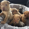 Photo №1. shar pei - for sale in the city of Vilnius | 317$ | Announcement № 36075