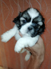 Additional photos: Shih Tzu