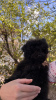Photo №1. poodle (toy) - for sale in the city of Болонья | 317$ | Announcement № 43372