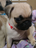 Photo №4. I will sell pug in the city of Hagen. private announcement, from nursery - price - 370$