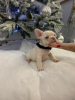 Photo №1. french bulldog - for sale in the city of Гаага | 475$ | Announcement № 79658
