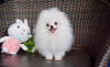 Photo №2 to announcement № 113610 for the sale of pomeranian - buy in United States private announcement