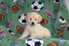 Photo №2 to announcement № 88737 for the sale of maltese dog - buy in Norway private announcement