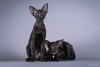 Photo №2 to announcement № 51505 for the sale of oriental shorthair - buy in Latvia breeder