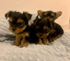 Photo №2 to announcement № 71688 for the sale of yorkshire terrier - buy in Australia private announcement, breeder