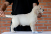 Additional photos: golden retriever puppies