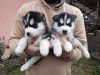 Photo №2 to announcement № 34238 about purchase of siberian husky - buy in Serbia breeder