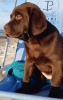 Additional photos: Labradors