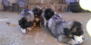 Photo №1. caucasian shepherd dog - for sale in the city of Berlin | 370$ | Announcement № 116818