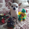 Photo №4. I will sell chihuahua in the city of Munich. breeder - price - 269$