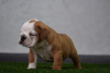 Photo №4. I will sell english bulldog in the city of Нови Сад. breeder - price - negotiated