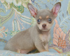 Photo №1. chihuahua - for sale in the city of Москва | negotiated | Announcement № 110793