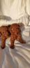 Photo №3. Toy poodle puppies. Serbia