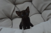 Photo №4. I will sell devon rex in the city of Аугсбург. private announcement, breeder - price - 402$