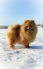 Additional photos: Pomeranian Spitz, puppies. Mini bears