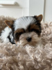 Photo №2 to announcement № 44590 for the sale of beaver yorkshire terrier - buy in Czech Republic breeder