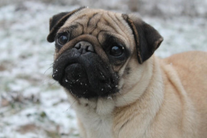 Photo №2 to announcement № 1992 for the sale of pug - buy in Russian Federation from nursery, breeder