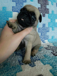 Photo №4. I will sell pug in the city of Москва.  - price - 160$