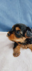 Photo №1. yorkshire terrier - for sale in the city of Rochester | 500$ | Announcement № 101290