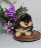 Photo №2 to announcement № 82522 for the sale of pomeranian - buy in Russian Federation breeder