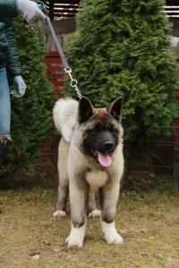 Photo №2 to announcement № 2030 for the sale of american akita - buy in Russian Federation private announcement