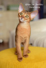 Photo №3. Abyssinian kittens from the cattery with documents. Russian Federation
