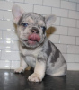 Photo №1. french bulldog - for sale in the city of Eindhoven | 651$ | Announcement № 13823