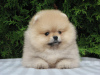 Photo №1. pomeranian - for sale in the city of Москва | negotiated | Announcement № 13262