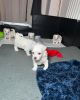 Photo №1. maltese dog - for sale in the city of Berlin | negotiated | Announcement № 124996