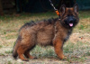 Photo №2 to announcement № 111538 for the sale of german shepherd - buy in United States private announcement, breeder