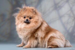 Photo №1. Mating service - breed: pomeranian. Price - negotiated