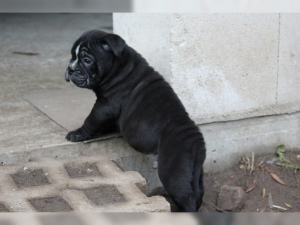 Photo №3. English Bulldog puppies still 1 very black male in black born 02.11.18. Germany