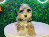 Photo №1. poodle (toy) - for sale in the city of Chelmsford | negotiated | Announcement № 122020