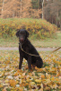 Photo №3. Curly Coated Retriever from Prospective Parents. Russian Federation