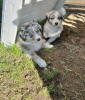 Photo №1. australian shepherd - for sale in the city of Vienna | 528$ | Announcement № 75391