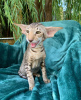 Photo №1. savannah cat - for sale in the city of Gordonsville | 1000$ | Announcement № 50410