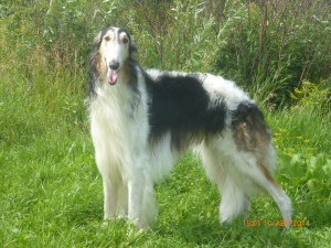 Additional photos: Russian greyhound teenager.